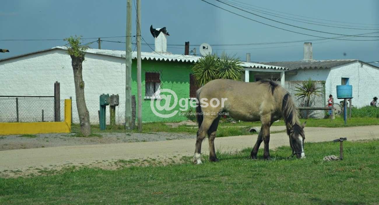 La enfermedad diagnosticada no es una zoonosis, afecta únicamente a los equinos y burros.