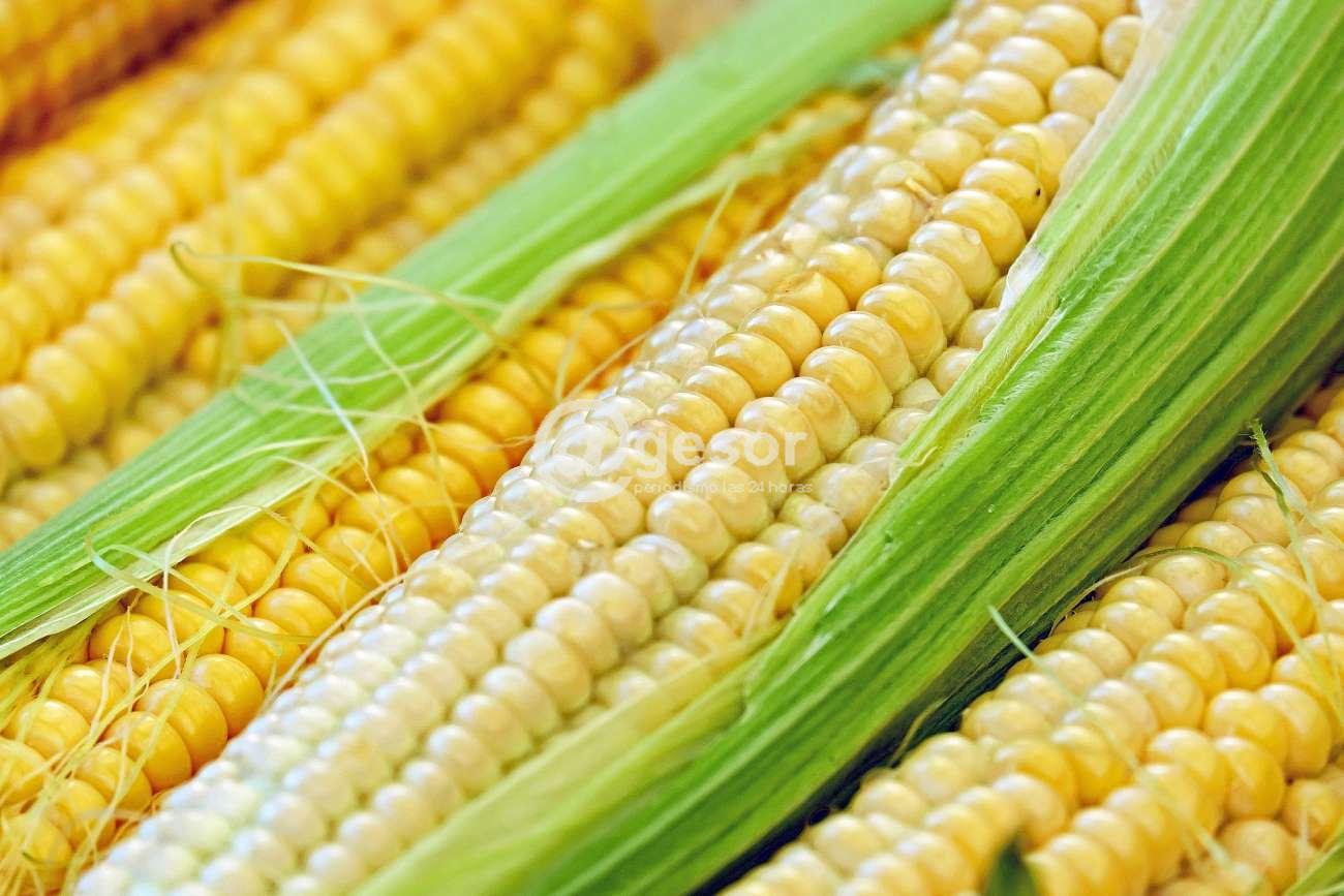 El rendimiento medio del maíz destinado a grano seco alcanzó en la última zafra a 7.608 kilogramos por hectárea, lo cual marca un récord histórico en Uruguay, indicó el Ministerio de Ganadería, Agricultura y Pesca.