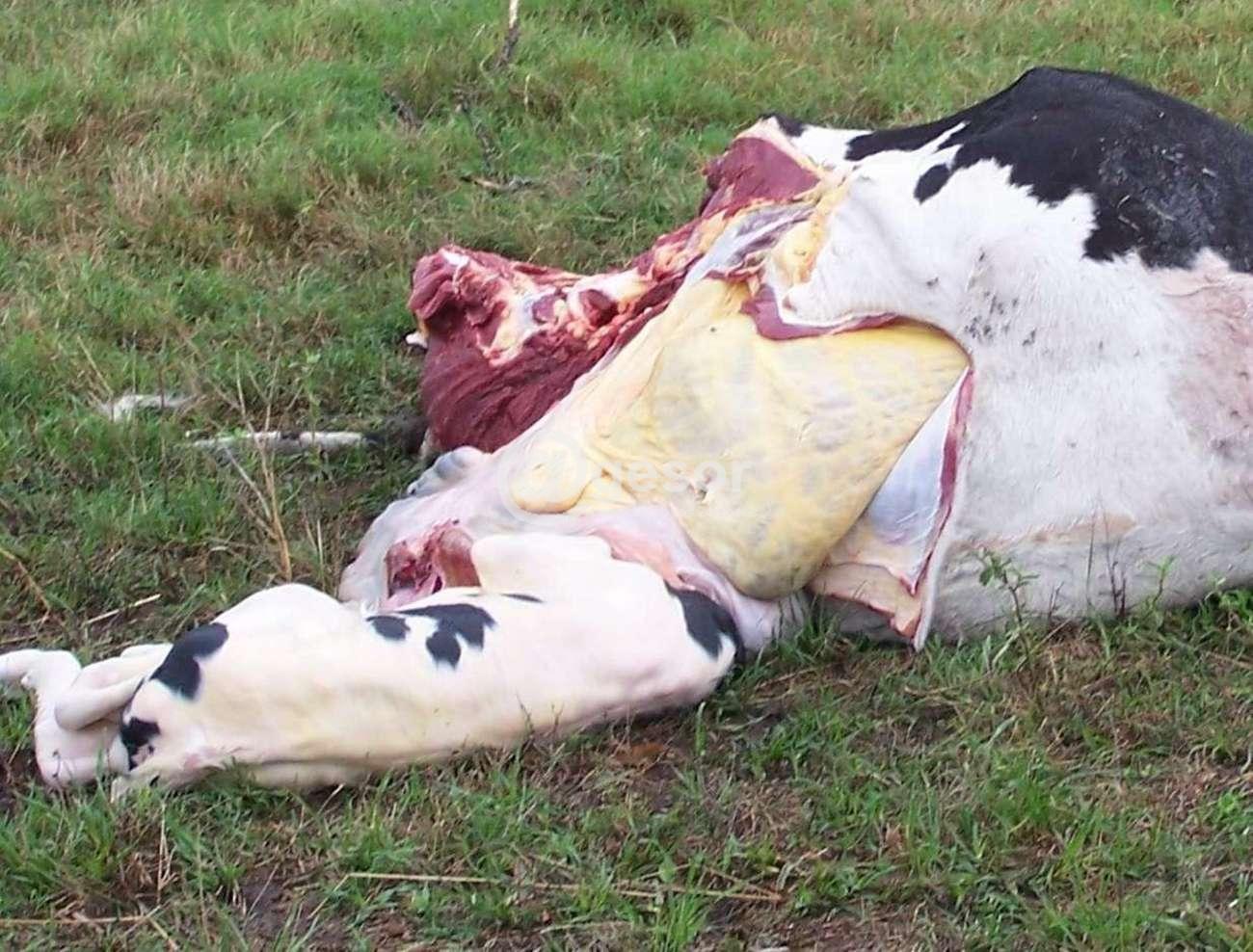 Esta vez fueron muertos tres vacas y un ternero, a uno de ellos lo dejaron en el lugar sin vida