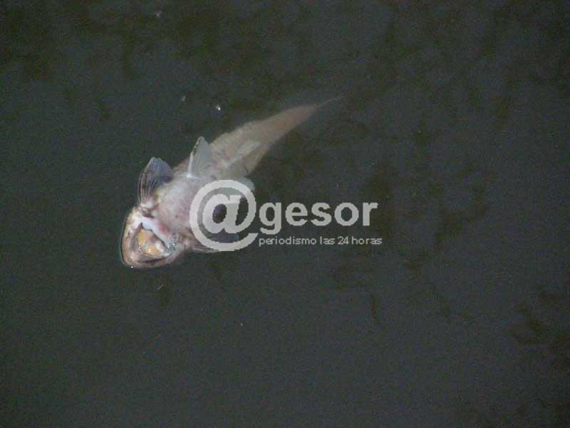Dinara descarta –aunque no del todo- la presencia de agrotóxicos como motivo de la mortandad de peces en el arroyo Dacá.