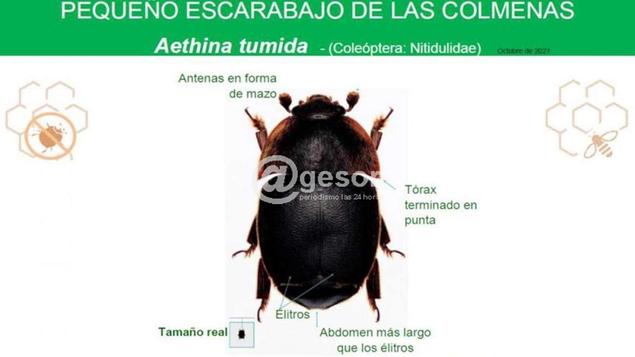 La recomendación de mantener la vigilancia en Uruguay de las colmenas al cierre y la preparación para el invierno se relaciona con la reciente aparición del pequeño escarabajo de la colmena PEC (aethina tumida) en Juan Caballero, Paraguay.